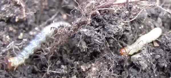 SOD Webworm Cara Mengenal pasti dan Menghilangkan SOD Webworms