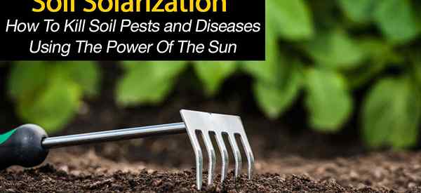 Boden Solarisierung Wie man Bodenschädlinge und Krankheiten abtötet
