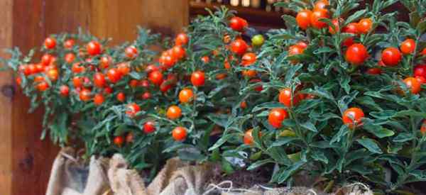 Jerusalem Cherry Care belajar tips untuk menumbuhkan solanum pseudocapsicum