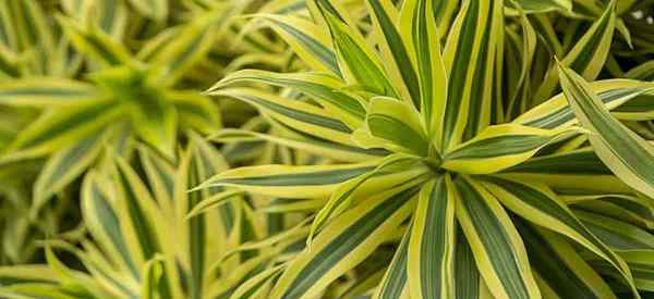 Erfahren Sie, wie Sie das Dracaena -Lied der indischen Pflanze anbauen können