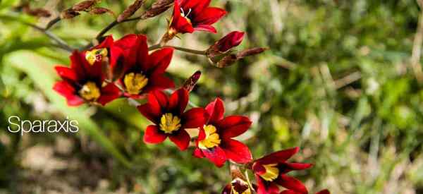 Harlequin Flower Información Cómo crecer y cuidar el Sparaxis