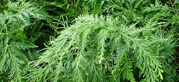 Spike Moss Plant Comment cultiver et prendre soin de Sélaginella