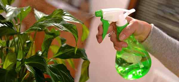 Houseplants sihat belajar petua penjagaan dan berurusan dengan tanda -tanda masalah