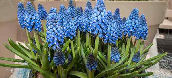 ¿Puedes forzar los bulbos de floración de primavera al aire libre para florecer temprano?? [SÍ]