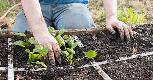 Ihr ultimativer Leitfaden für die Gartenarbeit von Quadratfuß