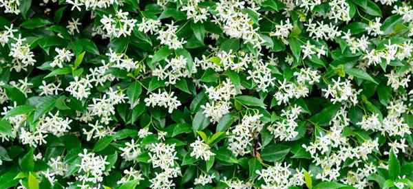 Aprenda a cultivar estrella Jasmine Vine