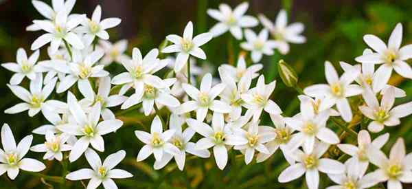 Estrella de la flor de Belén cómo crecer y cuidar a Ornithogalum