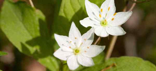 Aprende a cultivar trientalis boreal