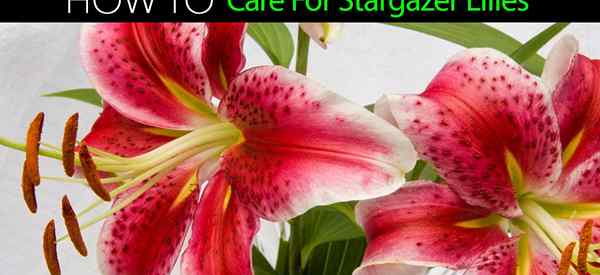 Cara tumbuh dan menjaga Lily Stargazer