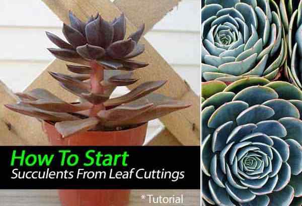 Cara memulakan succulents dari keratan daun