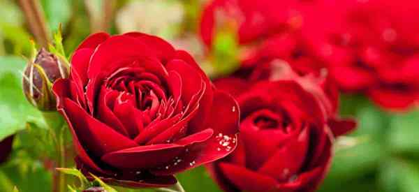 Spring Rose Care Jadikan Mawar Tugas Musim Semi #1