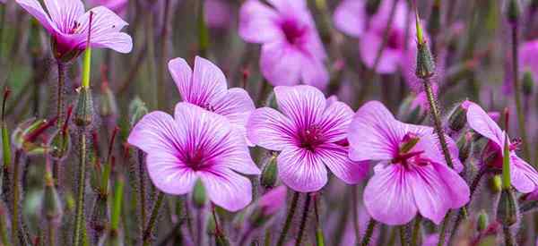 Información de cultivo de cuidado de las flores de stock para Matthiola en el jardín