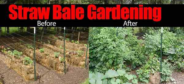 Garden Bale Gardening 10 „Łatwa rosnąca” powody, aby spróbować