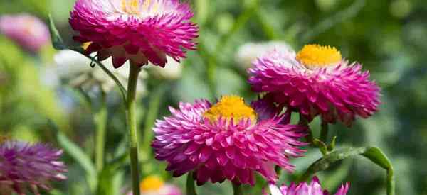 Belajar penjagaan strawflower dan petua yang semakin meningkat