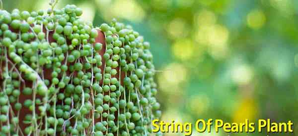 String of Pearls Plant Tumbuh, Perawatan dan Perbanyakan Pabrik Senecio