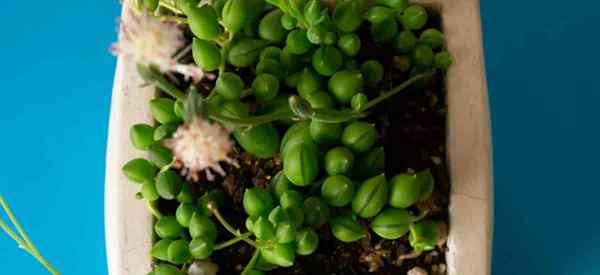 Adalah rangkaian mutiara tanaman beracun atau beracun? | PlantCaretoday