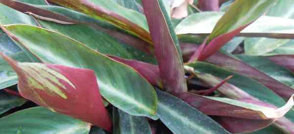 StromanThe Care menumbuhkan StromanThe Sanguinea Plant