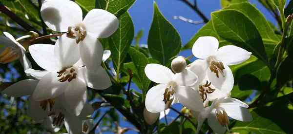 CUIDADO JAPONESTRO Snowbell Todo sobre el cultivo de Styrax Japonicus