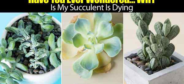 15 sebab mengapa succulents saya mati?