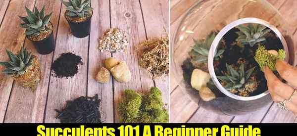 Cultivando Suculentas 101 - Um guia para iniciantes
