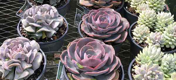 Beracun succulents untuk kucing?