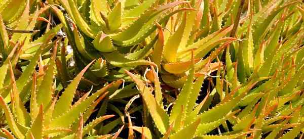 Lernen Sie Sonnenuntergang Aloe Wachsen und Fürsorge