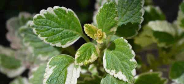 Cuidados com a planta sueca de hera como cultivar Plectranthus australis