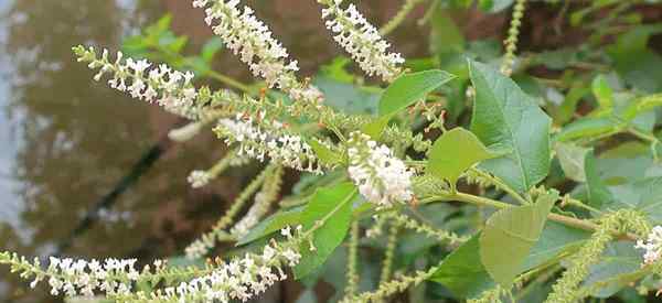 Perawatan semak almond manis belajar tips tentang menumbuhkan Aloysia virgata