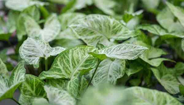 Wie man wächst und für Syngonium -Podophyllum [Pfeilspitzen -Schmetterlingsanlage] sorgt]