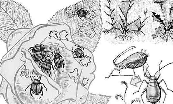 Systemisches Insektizid Was ist es und wie man es benutzt?