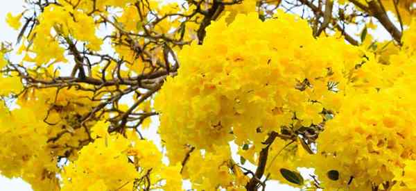 Bagaimana menjaga pokok tabebuia