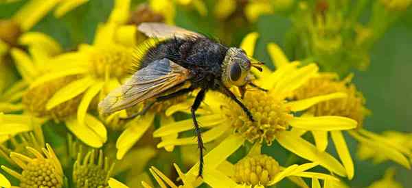 Tachinid Fly [Bagaimana] mengawal perosak taman dengan lalat tachinid yang bermanfaat