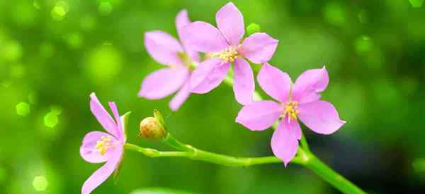 Jóias de dicas de cuidados com o Opar crescendo o talinum paniculatum