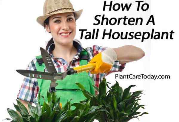 Können Sie das Oberteil von einer Dracaena -Pflanze schneiden?? Oder wie man hohe Hauspflanzen verkürzt?