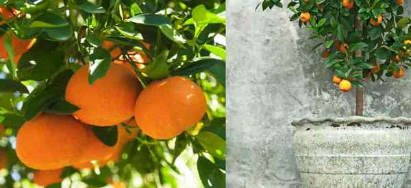 Cómo cuidar los árboles de mandarina