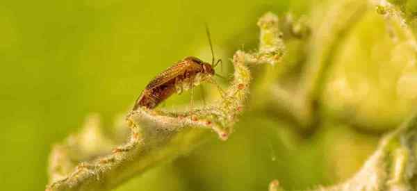 Zagłoniony robak roślin, czym oni i co z nimi zrobić?