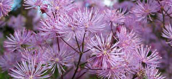 Meadow Rue Care, jak rosnąć thalictrum aquilegifolium