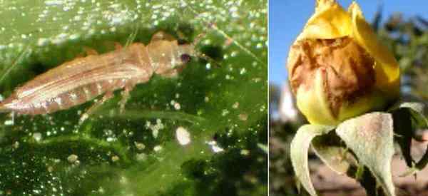 Comment contrôler les thrips sur les roses dans le jardin