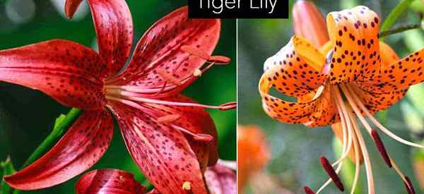 Kapan Anda harus mengurangi bunga lili harimau?