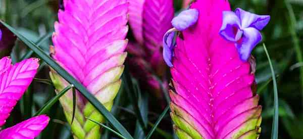 Petua Penjagaan Tillandsia Cyanea Menumbuhkan Loji Quill Pink