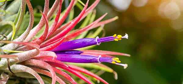 Tillandsia ionantha tumbuh dan menjaga bunga Tillandsia