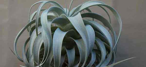 Cultivo Tillandsia Xerographica Cuidando do Rei das Plantas Aéreas