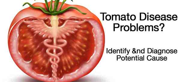 Tener problemas de enfermedad de tomate? Clave de identificación