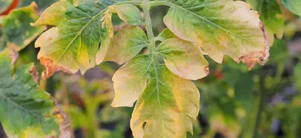 Por que as folhas de plantas de tomate ficam amarelas