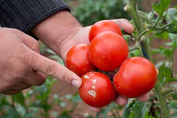 Comment empêcher la brûlure du sud sur vos plantes de tomates