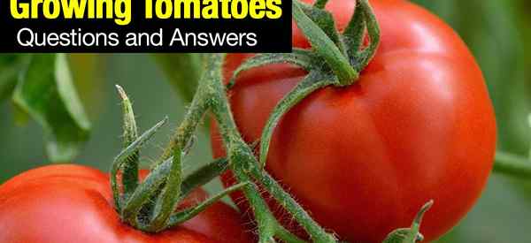 Growing Tomatoes Preguntas y respuestas