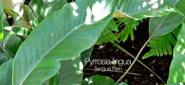 Pyrosia Lingua Cuidado de la planta Cómo cultivar el helecho de la lengua