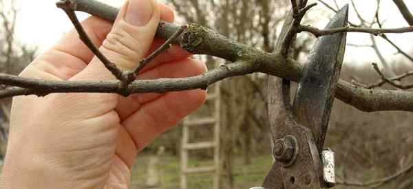 11 Los mejores mitos de jardinería puedes pensar que son ciertos ... pero!