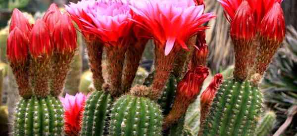 Pelajari Obor Cactus tumbuh dan peduli