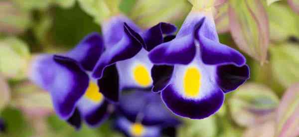 Torenia Wishbone Flower Belajar maklumat dan petua penjagaan yang semakin meningkat